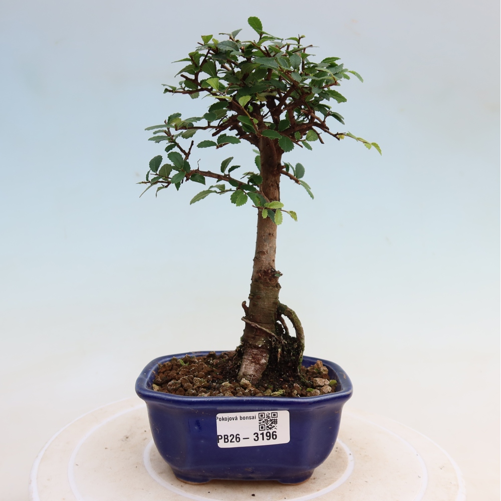 Kamerbonsai - Ulmus parvifolia - Winteriep