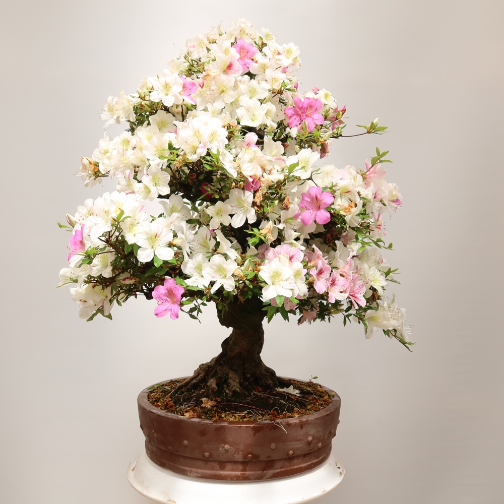 Bonsai voor buiten - Japanse azalea - Azalea Kotobokietsu