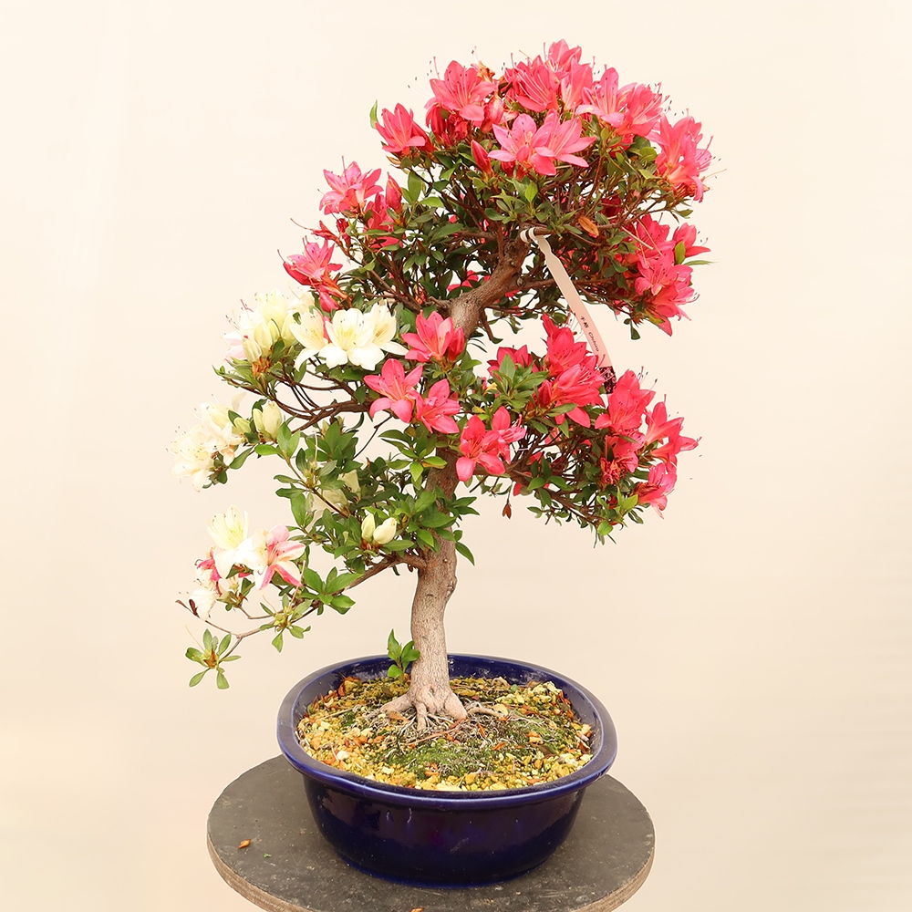 Bonsai voor buiten - Japanse azalea - Azalea CHIHIRO