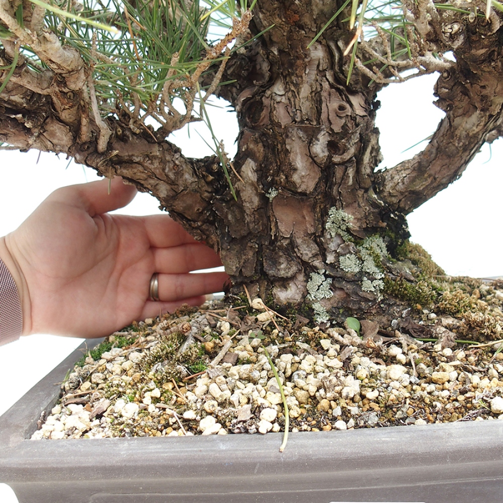 Bonsai voor buiten - Pinus thunbergii - Thunberg den