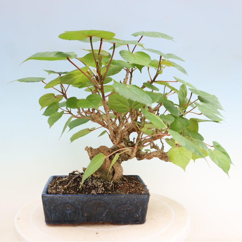 Bonsai voor binnen - Hibiscus tiliaceus - Zee Hibiscus