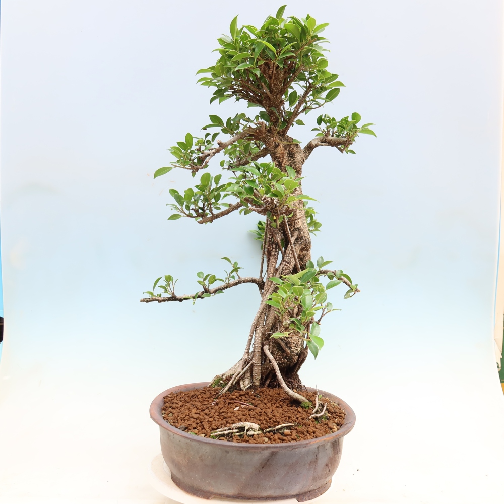 Kamerbonsai - Ficus kimmen - kleinbladige ficus