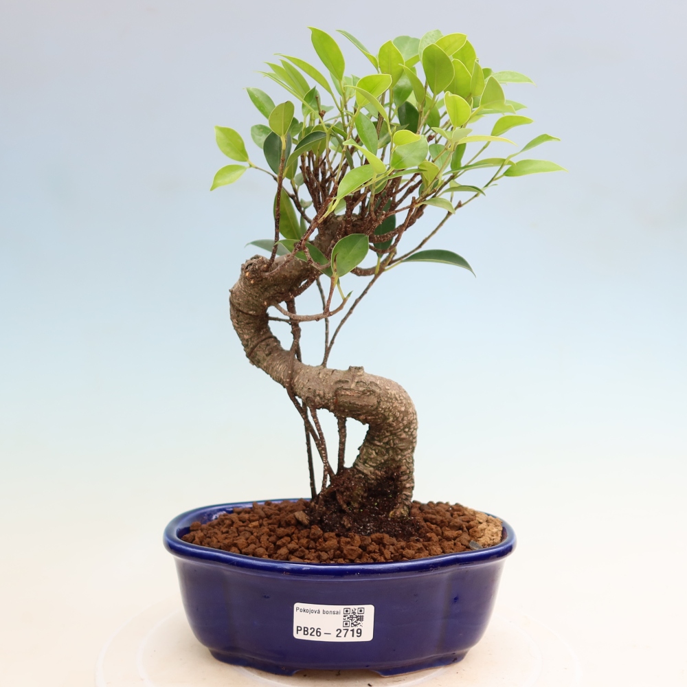 Kamerbonsai - Ficus kimmen - kleinbladige ficus