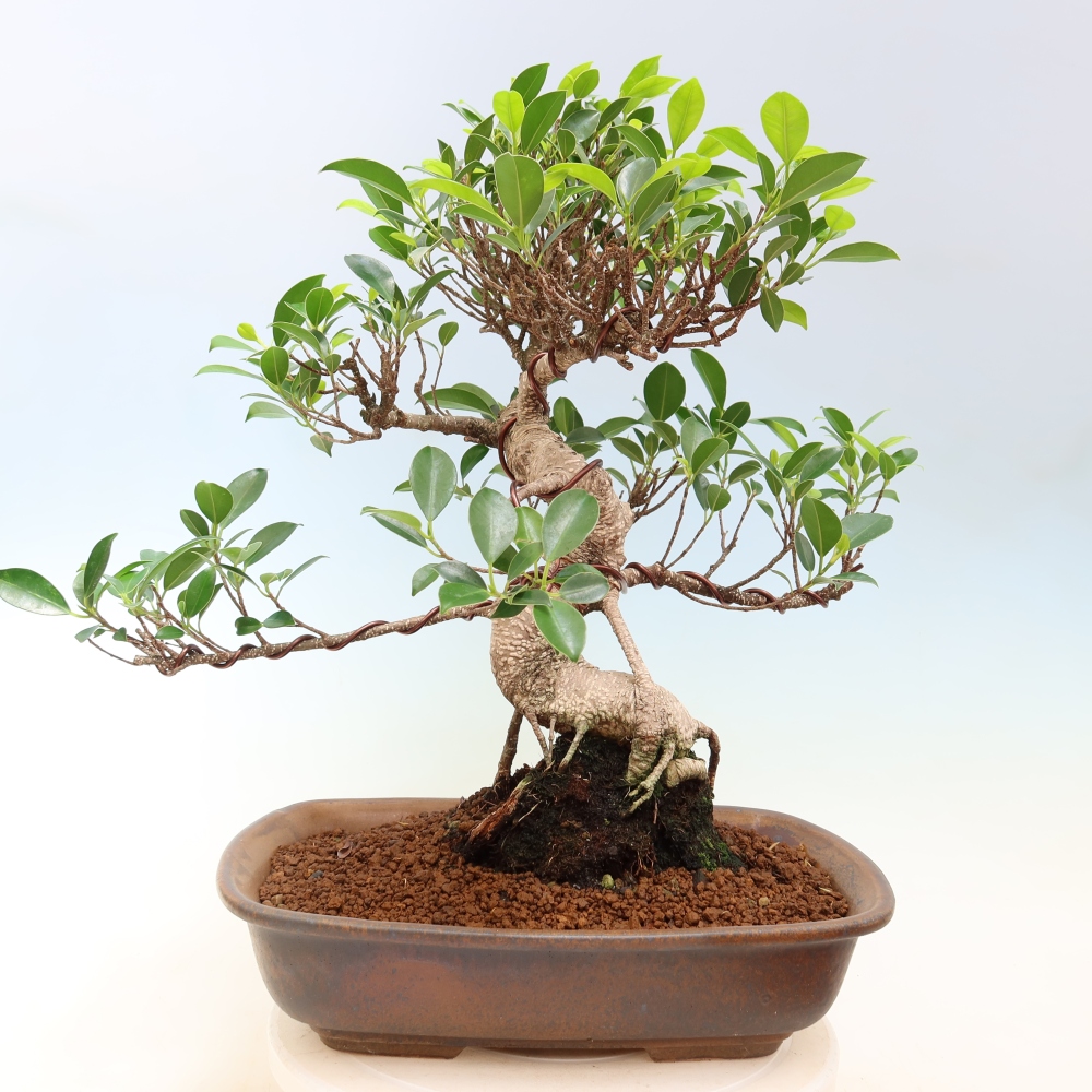 Kamerbonsai - Ficus kimmen - kleinbladige ficus