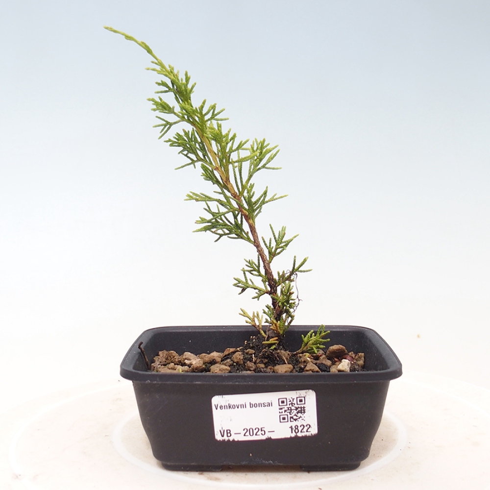 Bonsai voor buiten - Juniperus chinensis Itoigawa