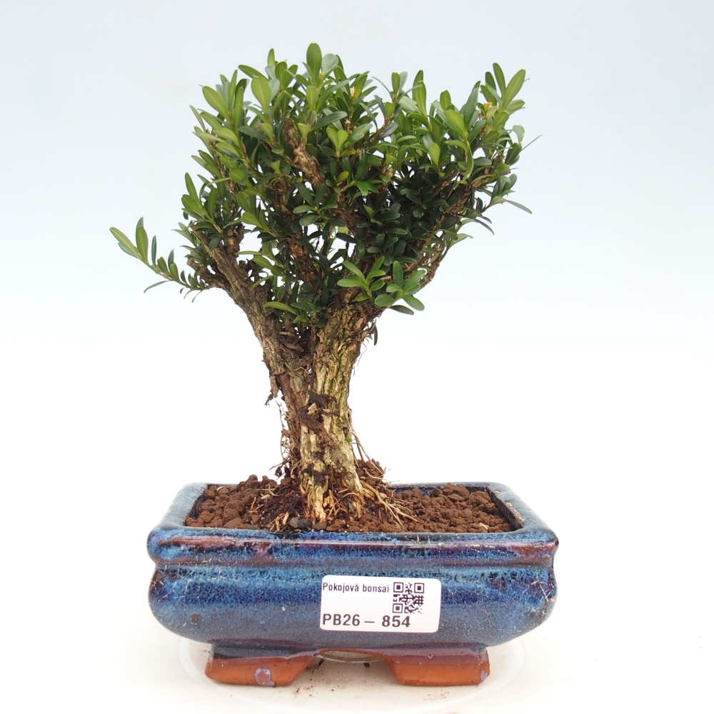 Kamerbonsai - Buxus harlandii - kurk buxus
