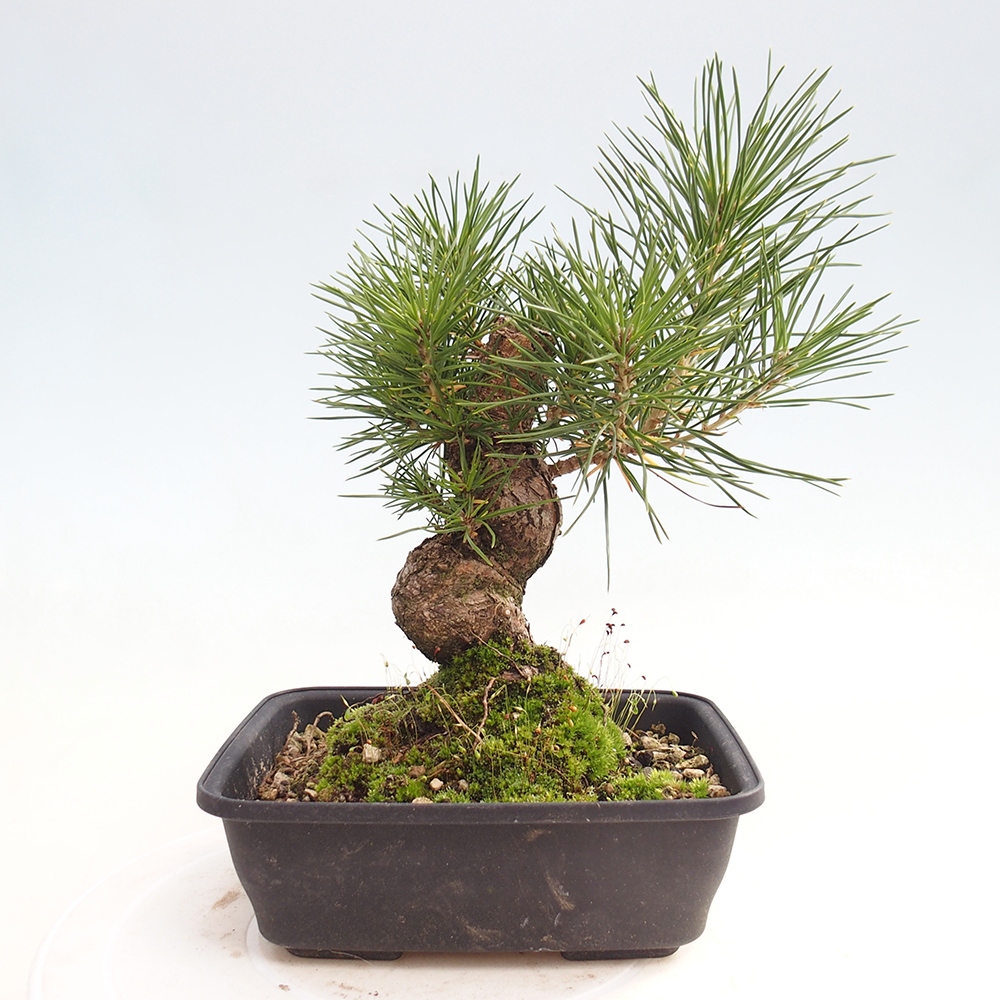 Bonsai voor buiten - Pinus thunbergii - Thunberg den