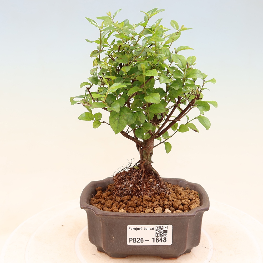 Kamerbonsai - Sageretia thea - Sageretia thea