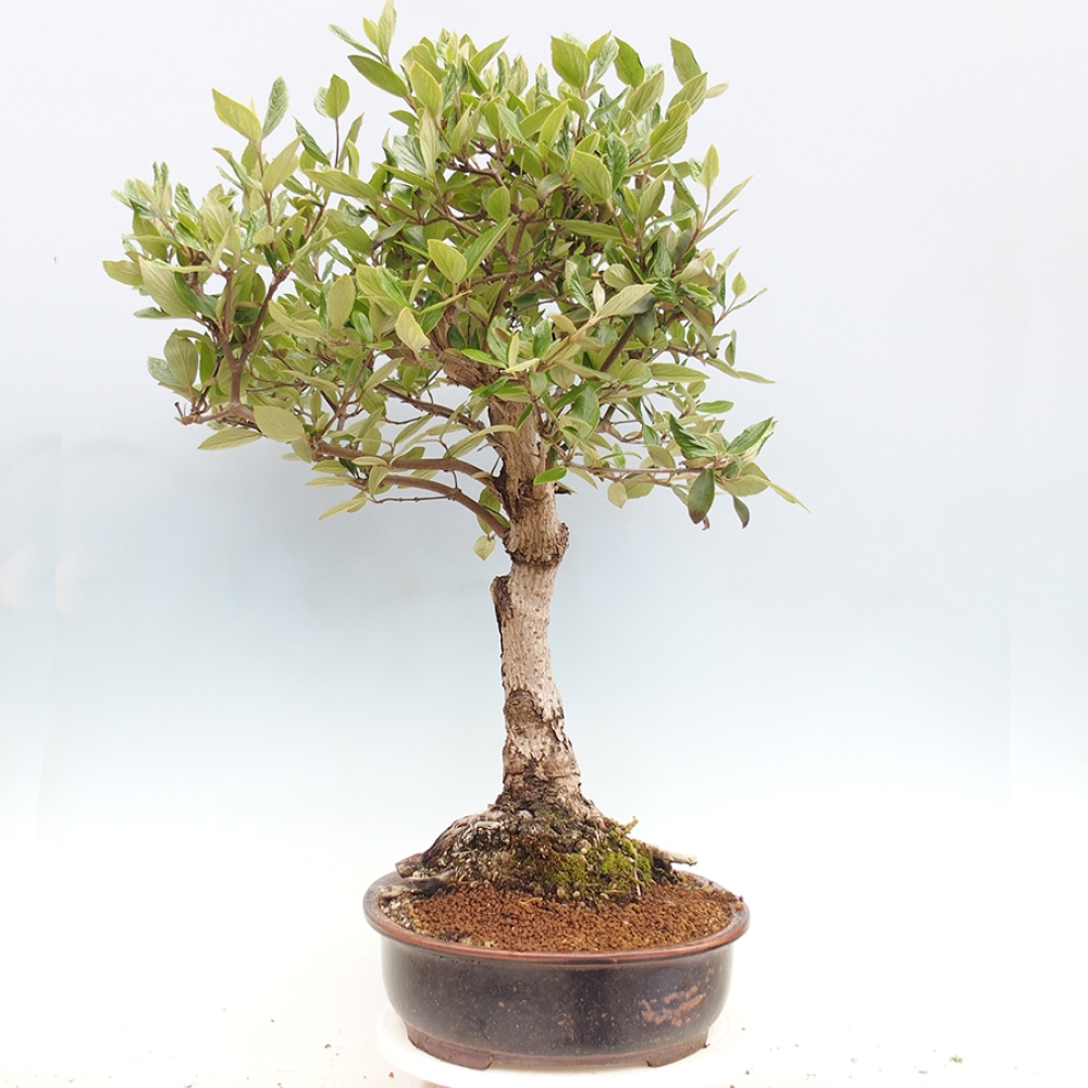Bonsai voor buiten - Kalina Bodnanská - Viburum carlesii hemsi