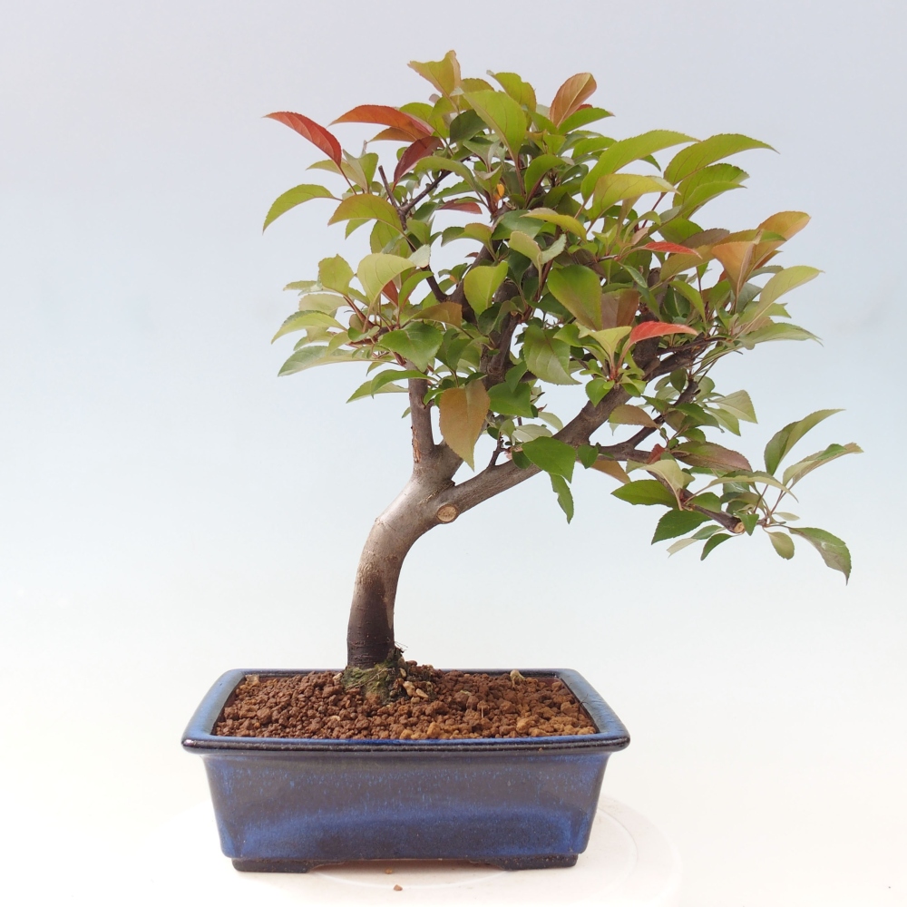 Bonsai voor buiten -Malus domestica - Roodbladige appelboom met kleine vruchten