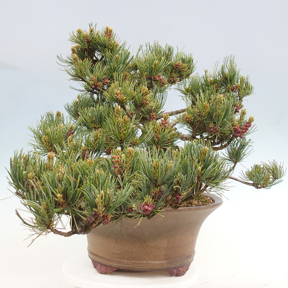 Bonsai voor buiten - Pinus parviflora - Pinus parviflora
