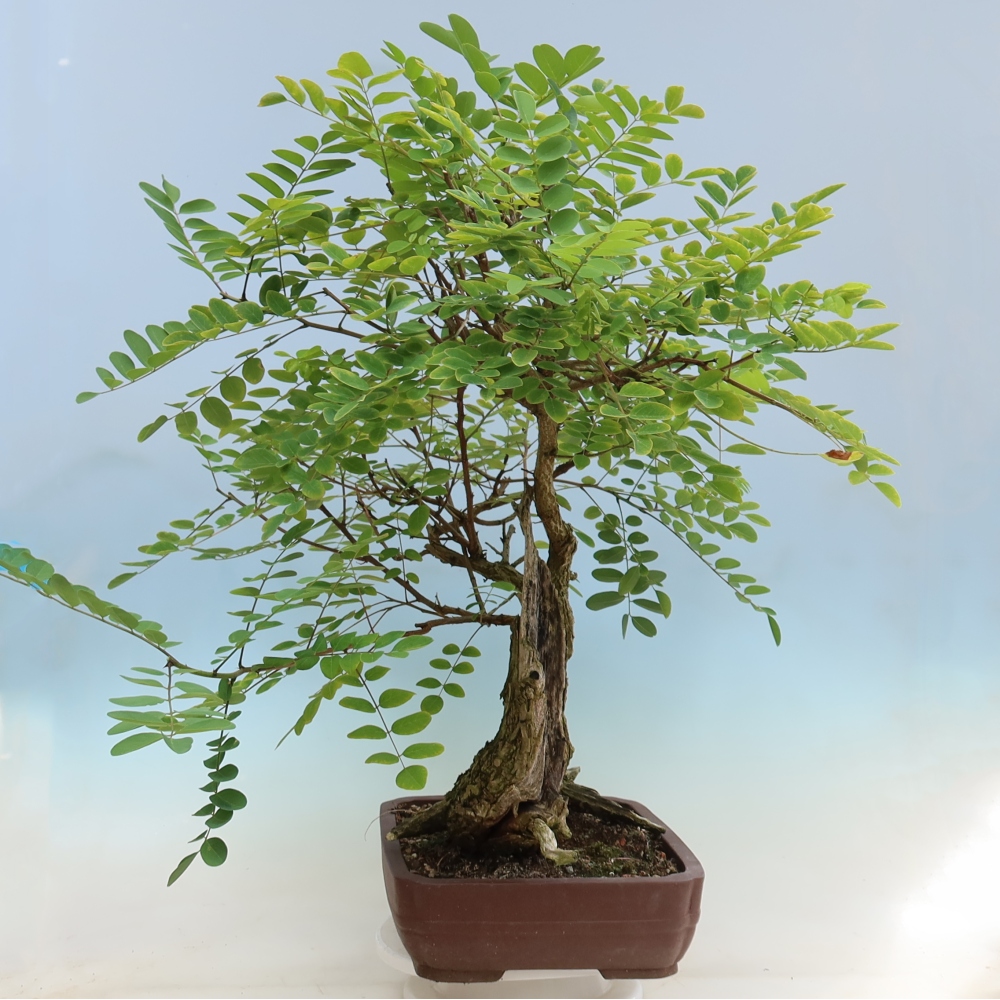 Bonsai voor buiten - Doornacacia - Robinia pseudoacacia