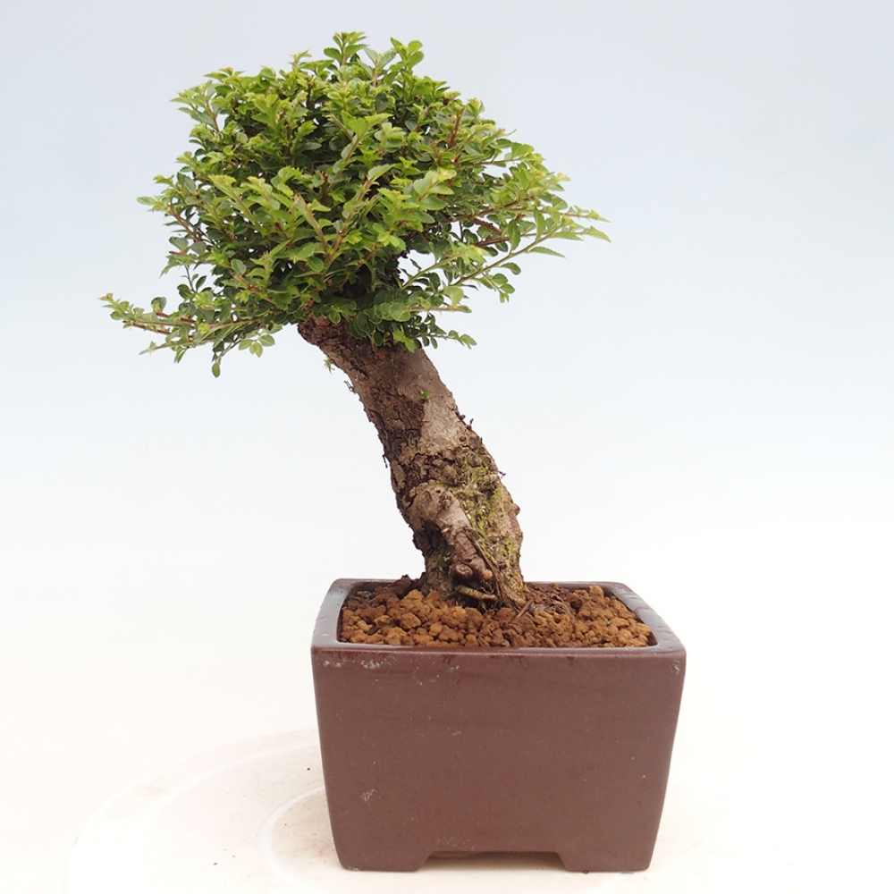 Bonsai voor buiten - Ulmus parvifolia Hokkaido - Chinese iep