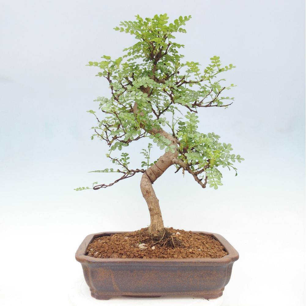 Kamerbonsai - Zantoxylum piperitum - peperboom