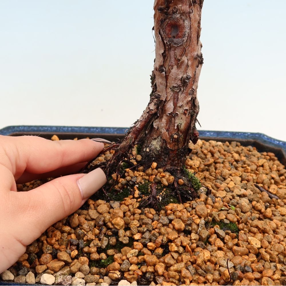 Bonsai voor buiten - Juniperus chinensis Kishu