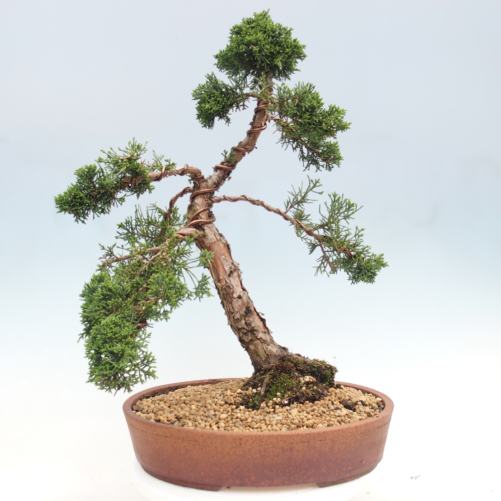 Bonsai voor buiten - Juniperus chinensis Kishu
