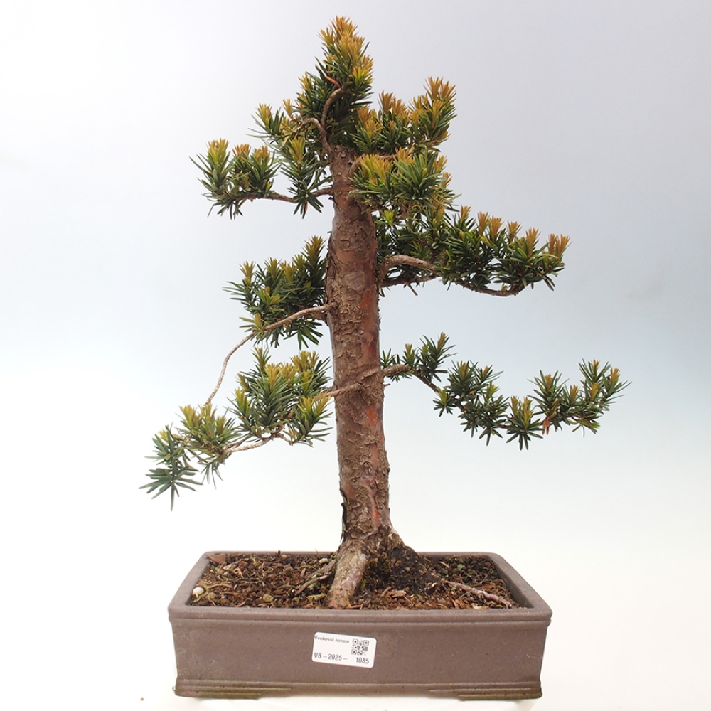 Bonsai voor buiten - Taxus cuspidata - Japanse Taxus