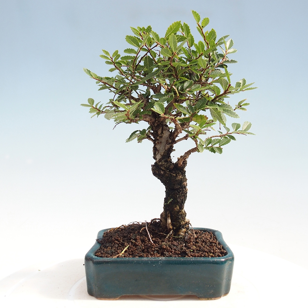 Bonsai voor buiten - Zelkova - Zelkova NIRE