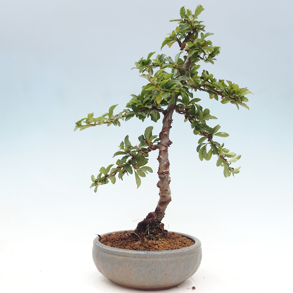 Bonsai-Pyracantha Teton voor buiten -Hlox