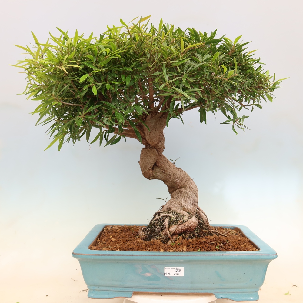 Kamerbonsai - Ficus nerifolia - kleinbladige ficus