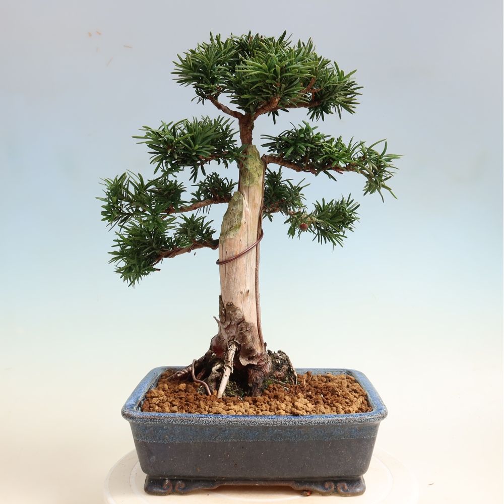 Bonsai voor buiten - Taxus cuspidata - Japanse Taxus