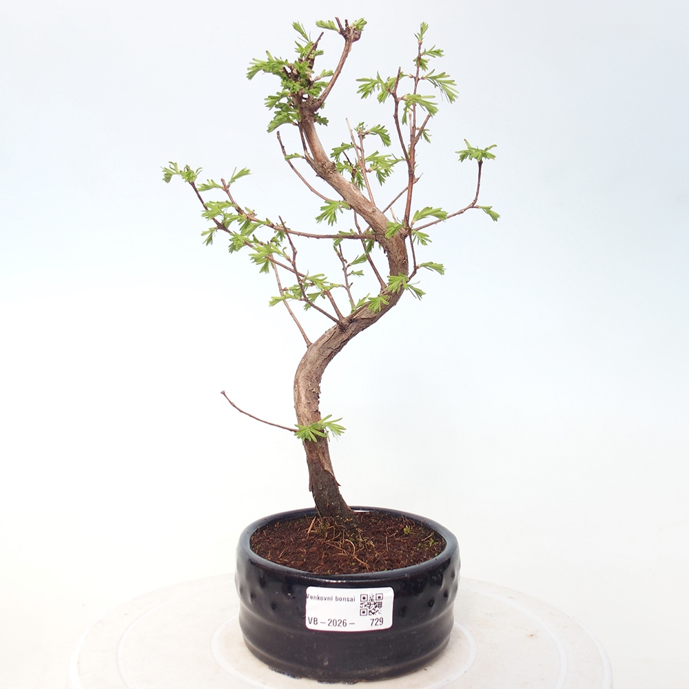 Bonsai voor buiten - Metasequoia glyptostroboides - Chinese Metasequoia