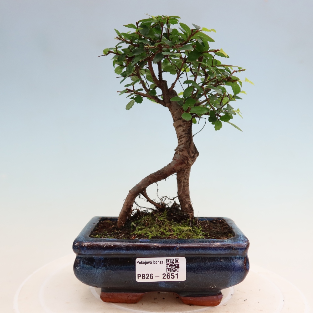 Kamerbonsai - Ulmus parvifolia - Winteriep
