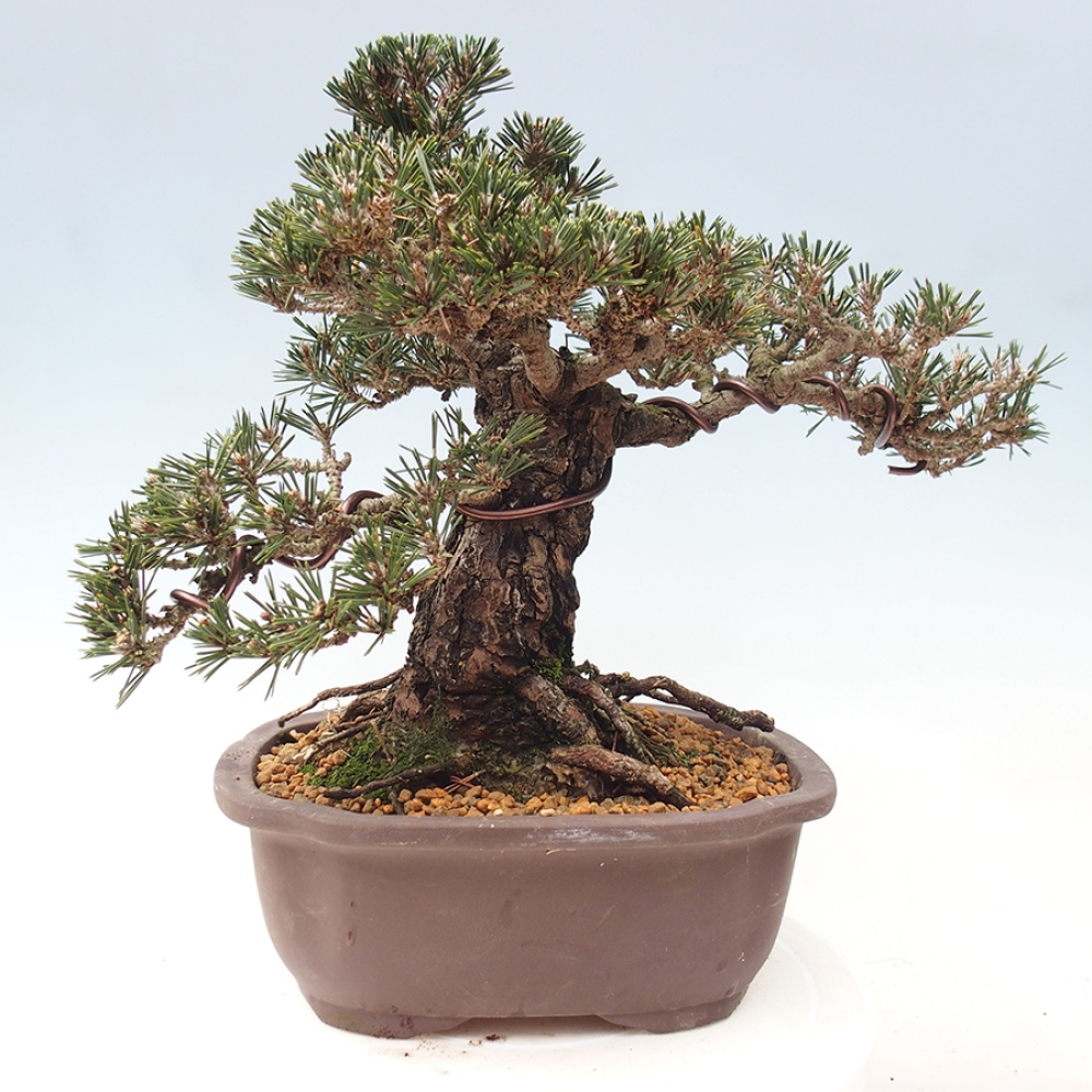 Bonsai voor buiten - Pinus thunbergii Kotobuki - Thunberg den