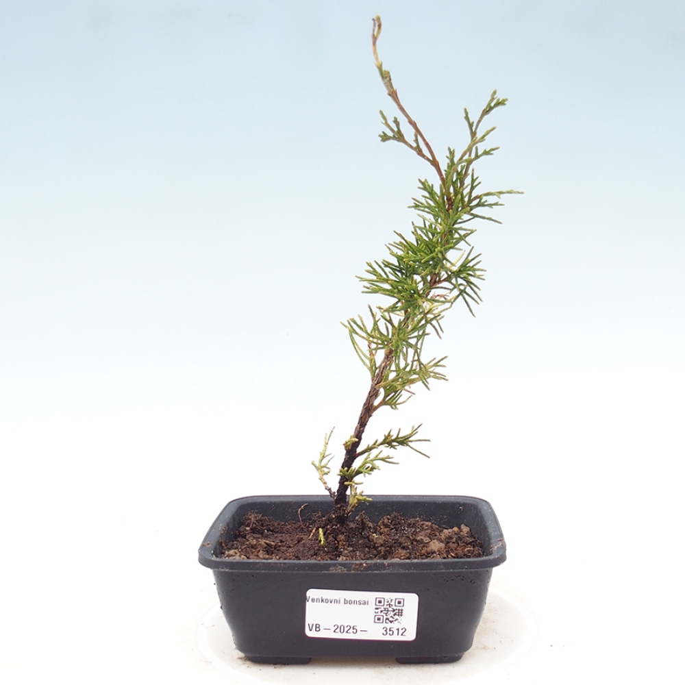 Bonsai voor buiten - Juniperus chinensis Itoigawa