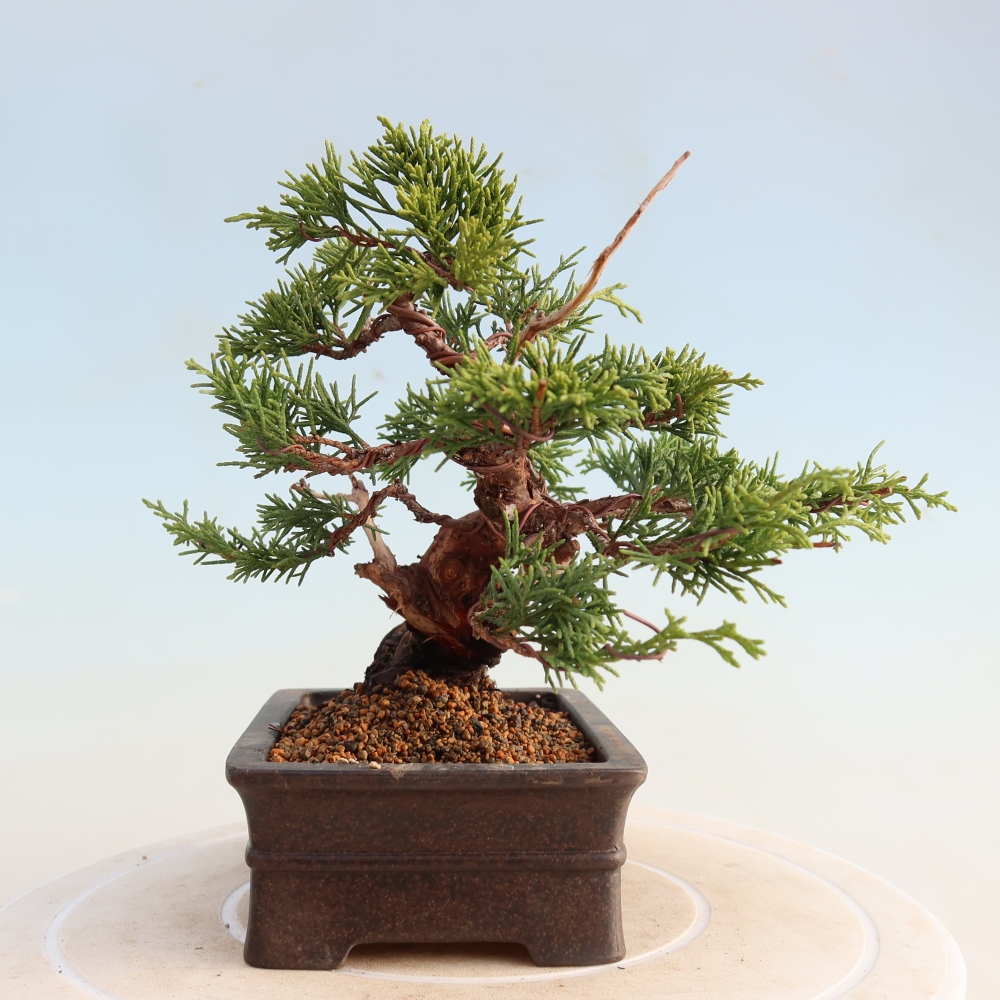 Bonsai voor buiten - Juniperus chinensis Itoigawa