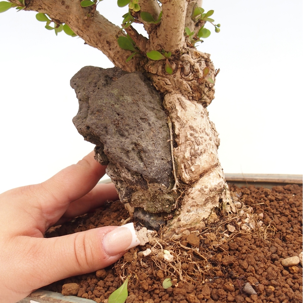 Bonsai voor buiten - Berberis coreana