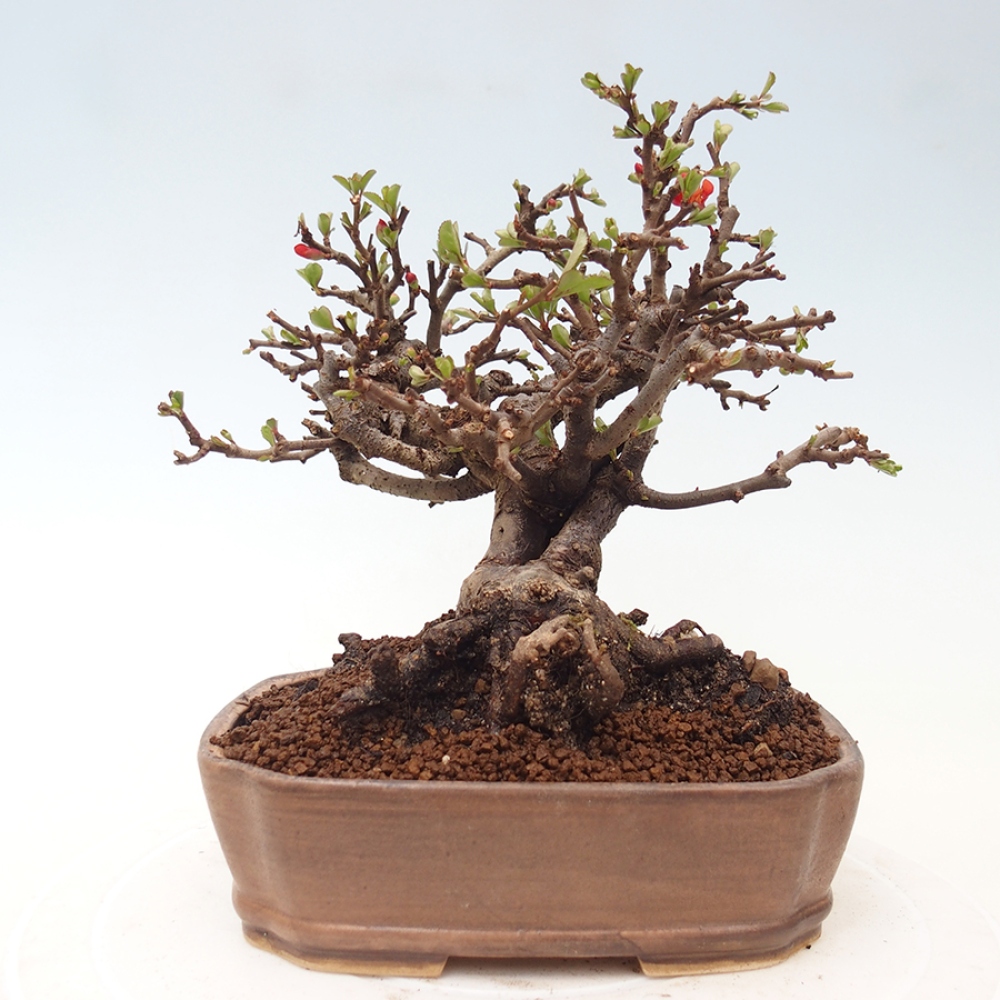 Bonsai voor buiten - Chaneomeles speciosa - Kweepeer