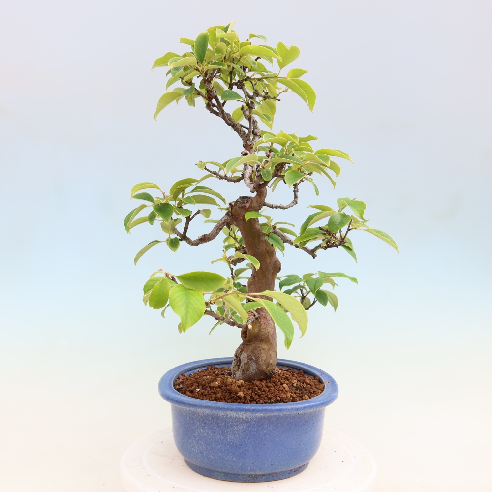 Bonsai voor buiten - Pseudocydonia sinensis - Chinese kweepeer