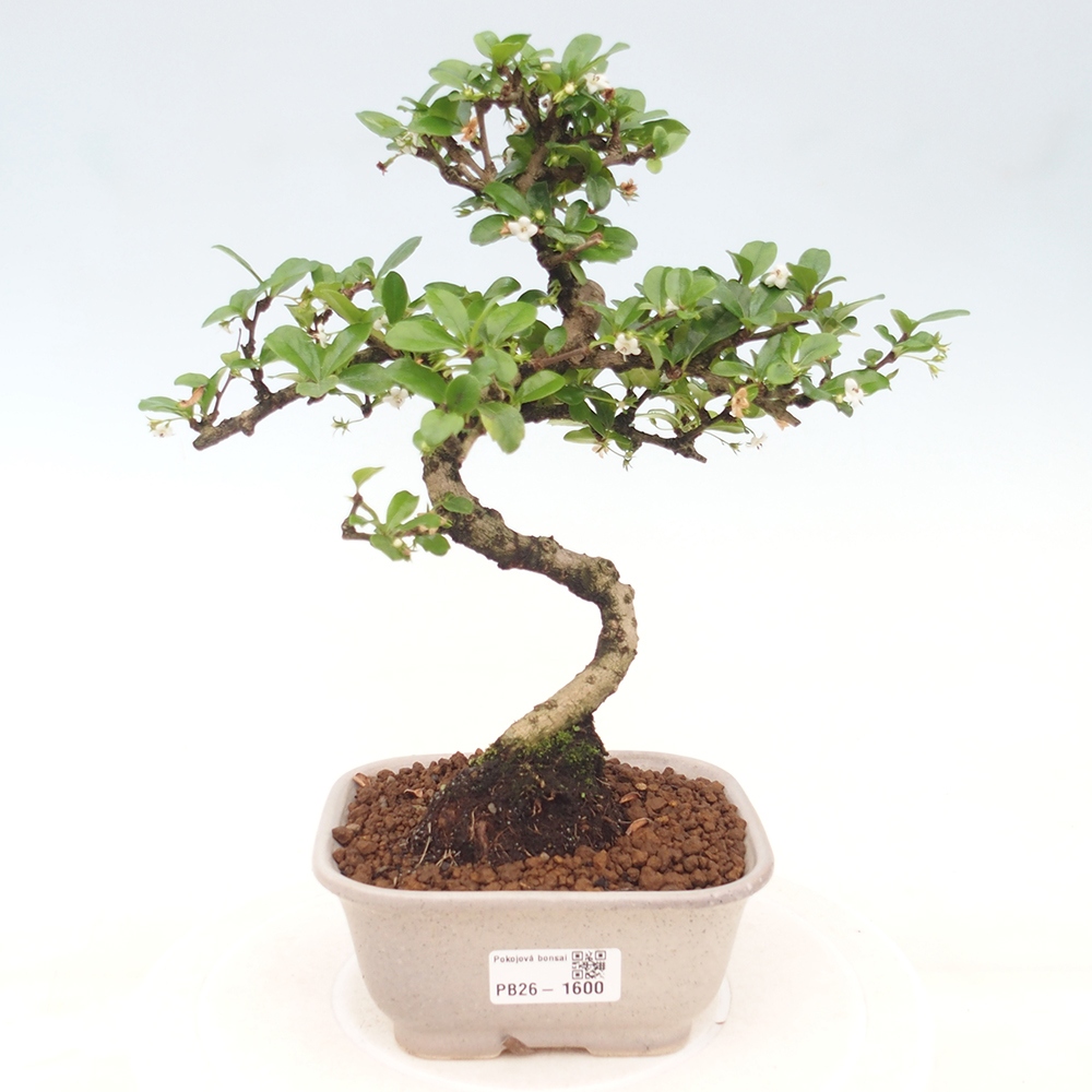 Kamerbonsai - Carmona macrophylla - Thee fuki