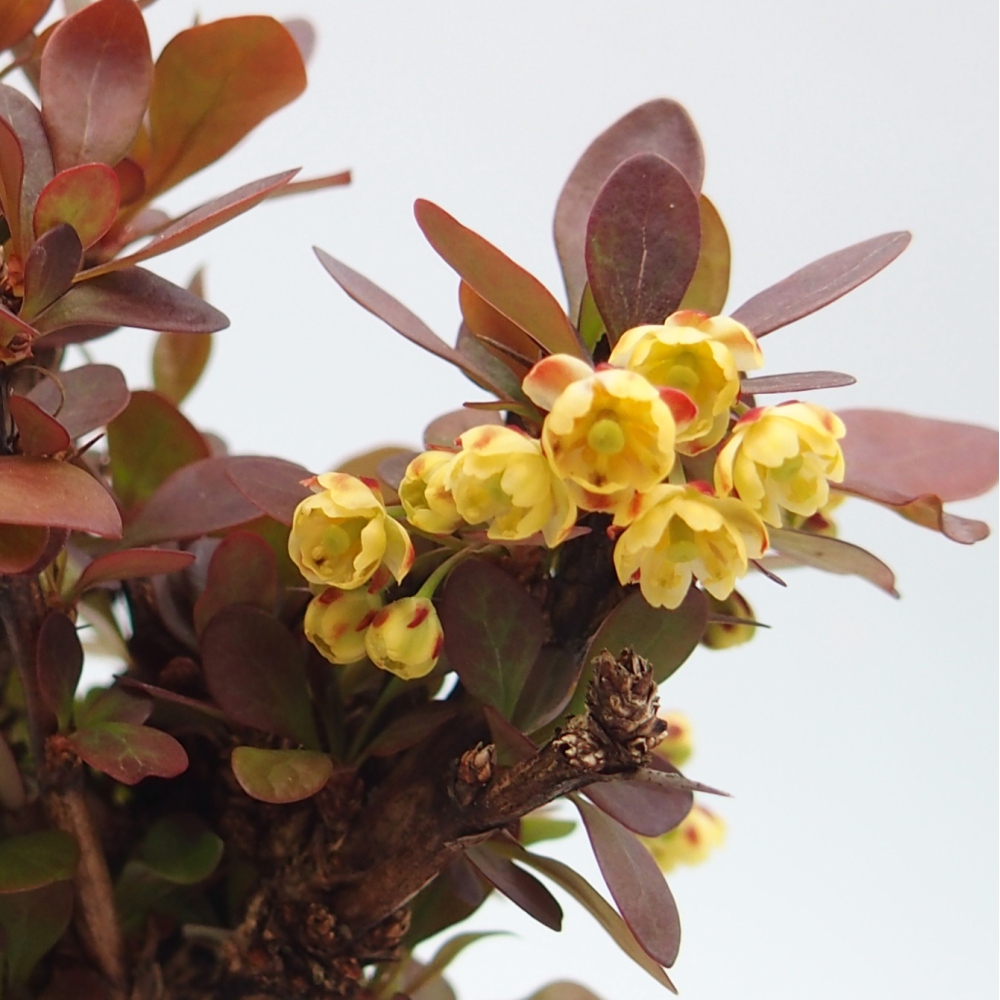 Bonsai voor buiten - Berberis Thunbergii Bagatelle