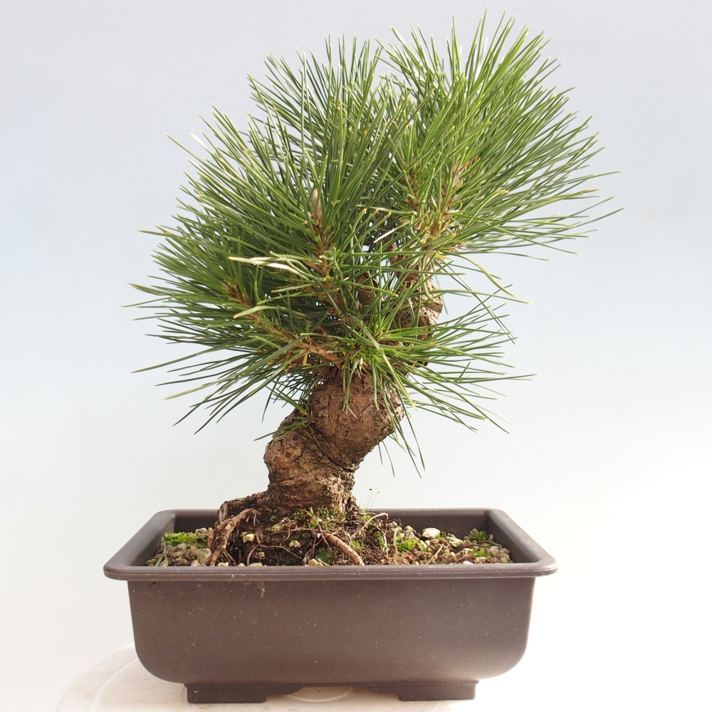 Bonsai voor buiten - Pinus thunbergii - Thunberg den