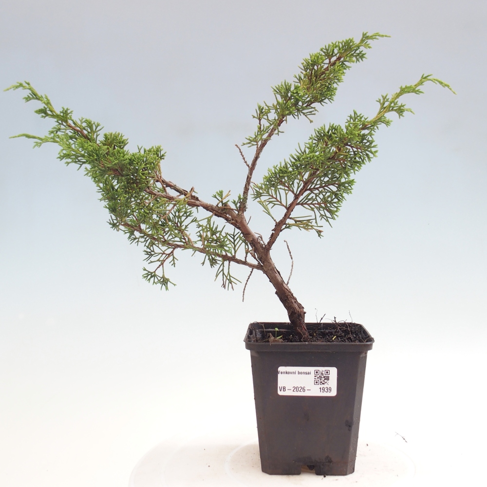 Bonsai voor buiten - Juniperus chinensis Itoigawa