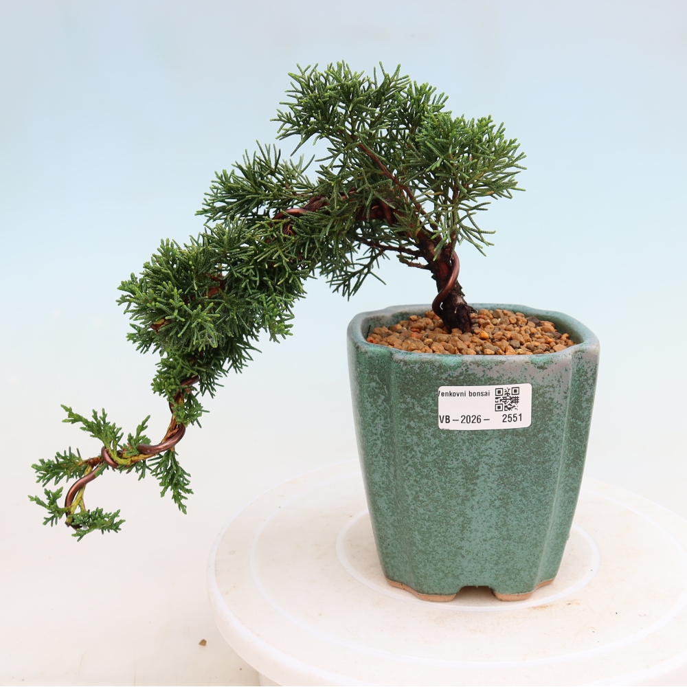 Bonsai voor buiten - Juniperus chinensis Kishu