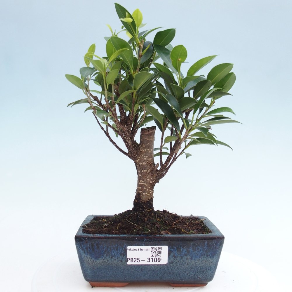 Kamerbonsai - Ficus retusa - kleinbladige ficus