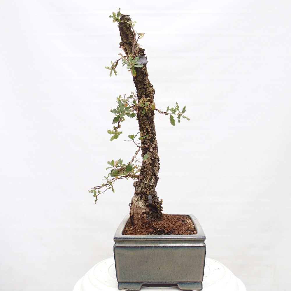 Yamadori - Quercus Ilex -Oakhulst