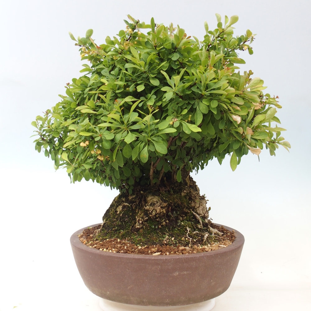 Bonsai voor buiten - Barberry - Berberis thunbergii atropurpurea