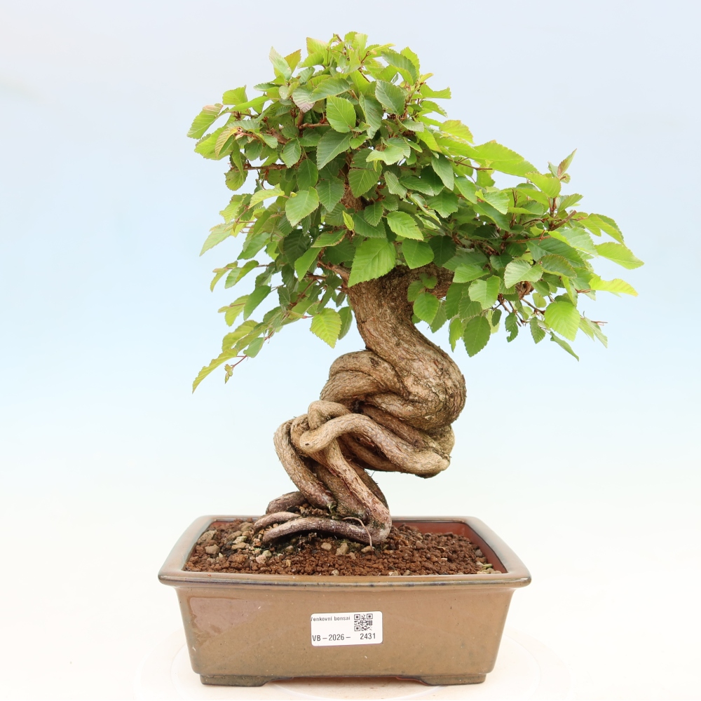 Bonsai voor buiten -Carpinus Coreana - Koreaanse haagbeuk