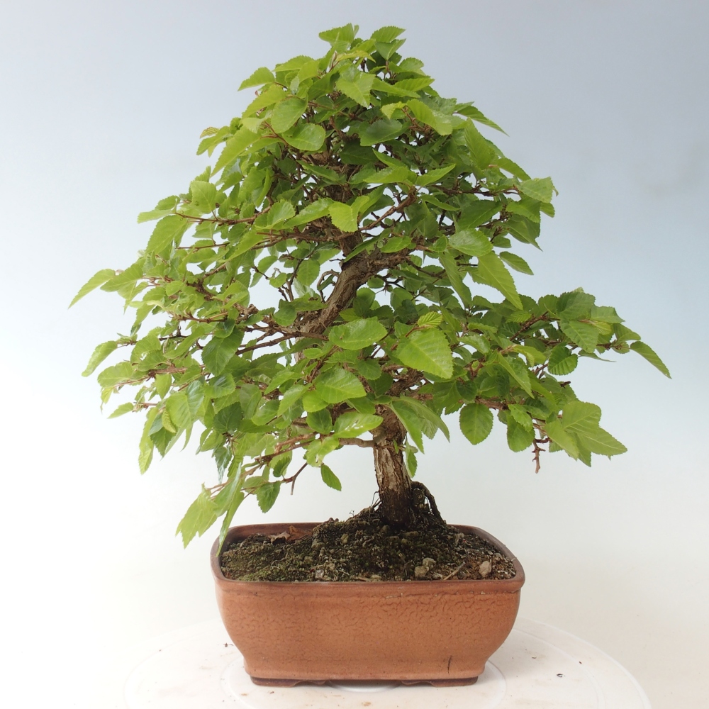 Bonsai voor buiten -Carpinus CARPINOIDES - Koreaanse haagbeuk