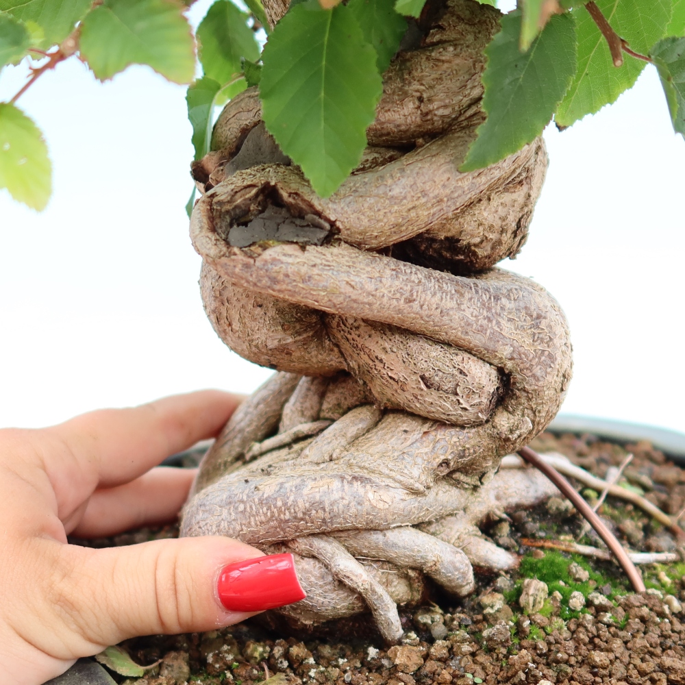Bonsai voor buiten -Carpinus Coreana - Koreaanse haagbeuk