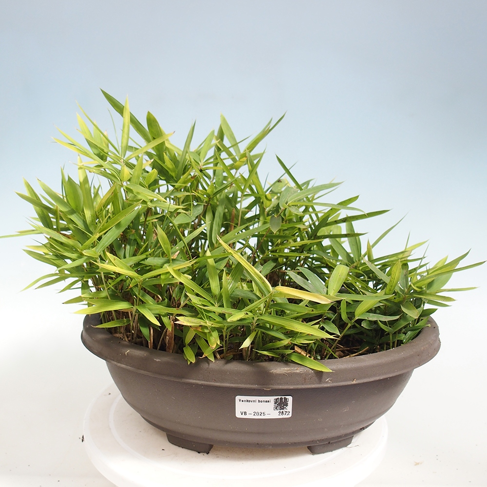 Bonsai voor buiten - Pleioblastus argenteostriatus f.pumilus - Dwergbamboe