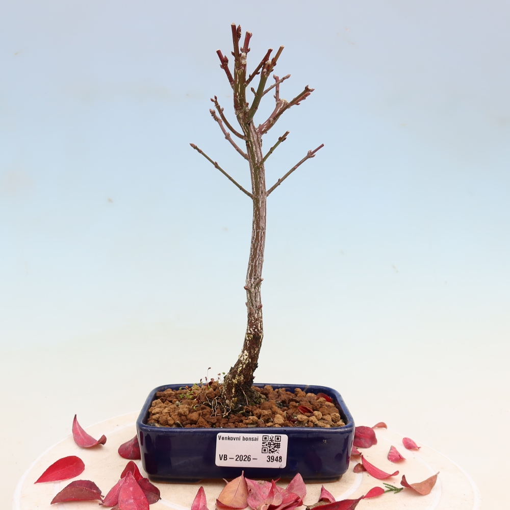 Bonsai voor buiten -  Euonymus alatus comactus  - gevleugelde spindelstruik