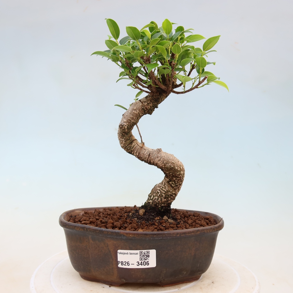 Kamerbonsai - Ficus kimmen - kleinbladige ficus