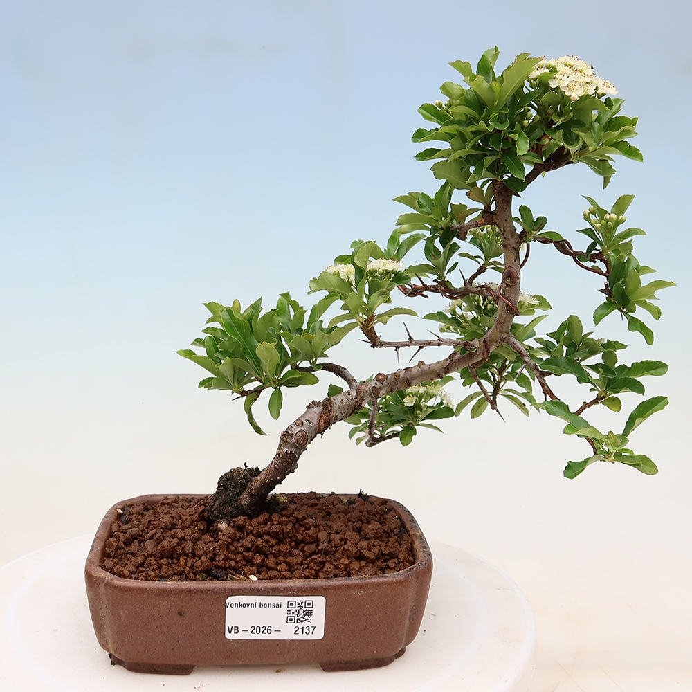 Buitenbonsai - Pyracantha teton - Vuurdoorn