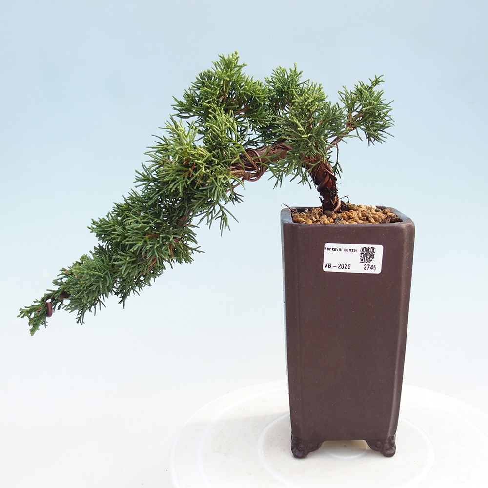 Bonsai voor buiten - Juniperus chinensis Kishu