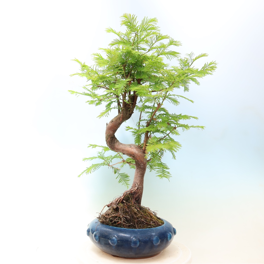 Bonsai voor buiten - Metasequoia glyptostroboides - Chinese Metasequoia